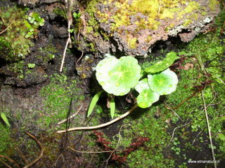 Grotta_Monpeloso - 14-11-2012 11-34-53.JPG